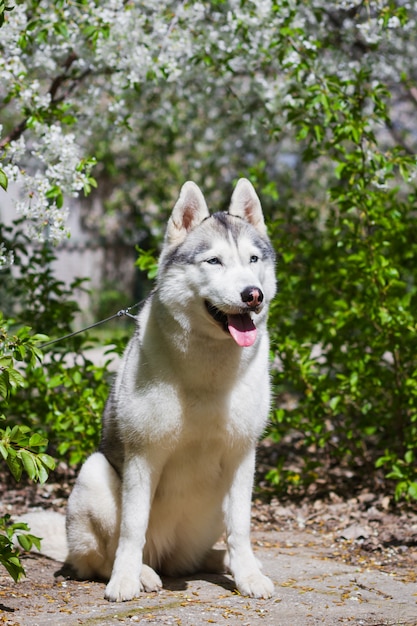 Portrait of a Siberian Husky outside