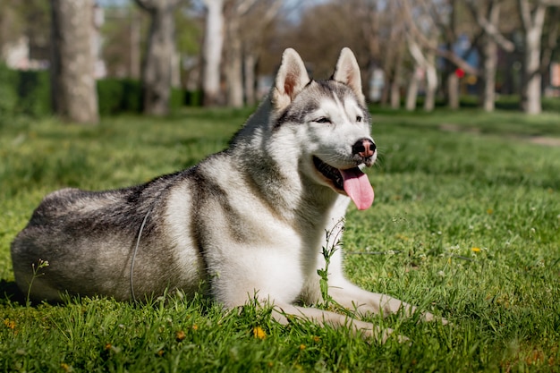 Photo portrait of a siberian husky outside
