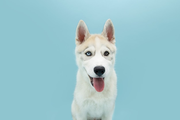 Portrait siberian husky puppy dog sticking out tongue.