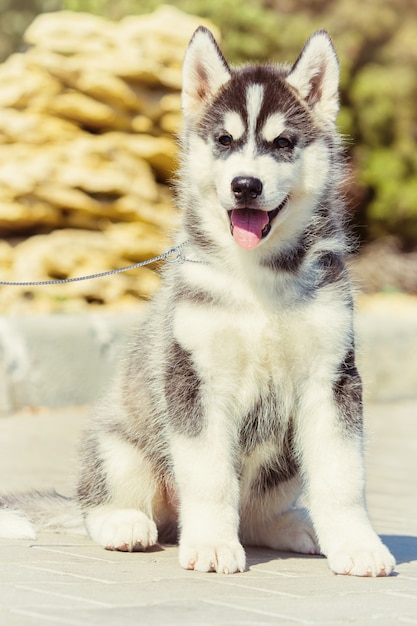 Portrait of a Siberian Husky puppy walking in the yard. One Little cute puppy of Siberian husky dog outdoors