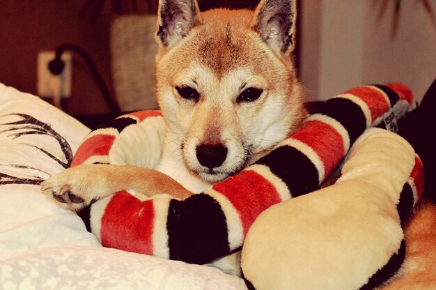 Foto ritratto di un husky siberiano che si rilassa sul letto