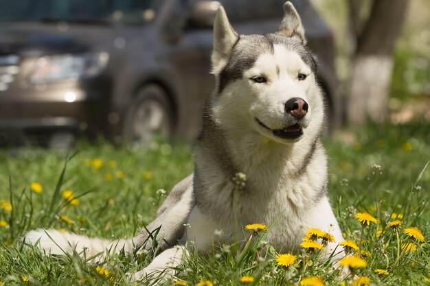 Portrait of Siberian Husky