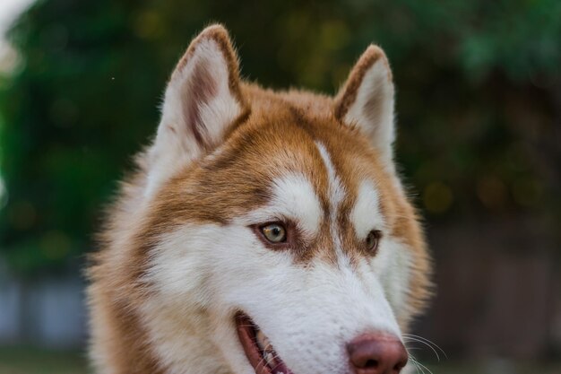 Foto ritratto di husky siberiano siberiano marrone sulla natura nel parco d'autunno sullo sfondo