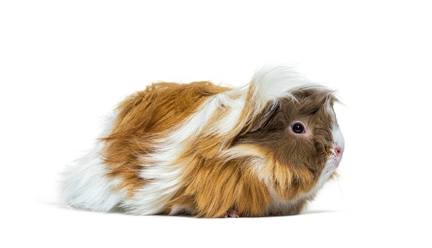 Portrait Side view of a tri colored long haired Guinea pig isolated on white