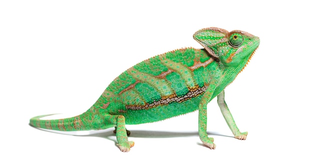 Foto ritratto vista laterale di un camaleonte velato chamaeleo calyptratus isolato su bianco