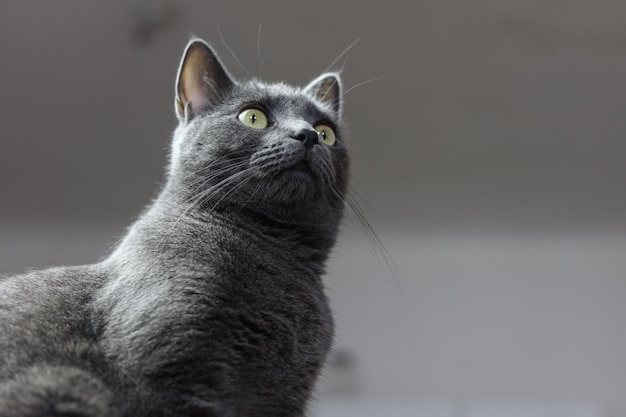 a portrait of a silver british cat with amber yellow eyes