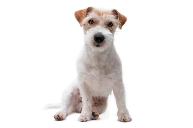 Portrait of Sitting Jack Russell Terrier Isolated on White Background .