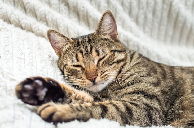 Portrait of a sleeping cat on the bed close-up.