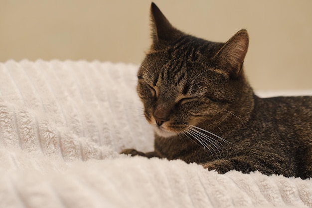 Portrait of a sleeping cat on the bed