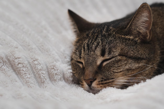 Portrait of a sleeping cat on the bed