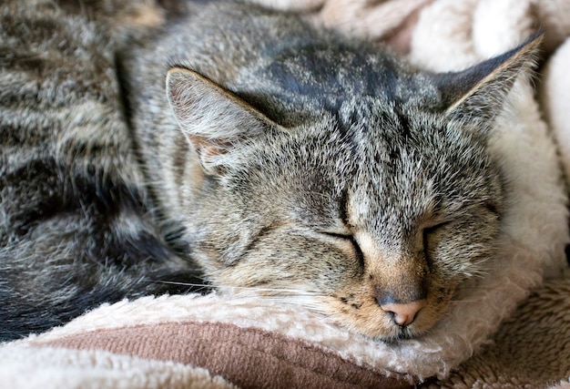 Portrait of a sleeping domestic well-groomed cat