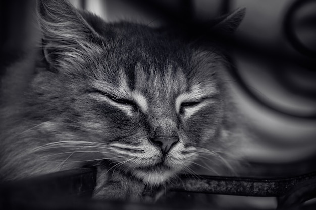 Portrait sleeping gray cat