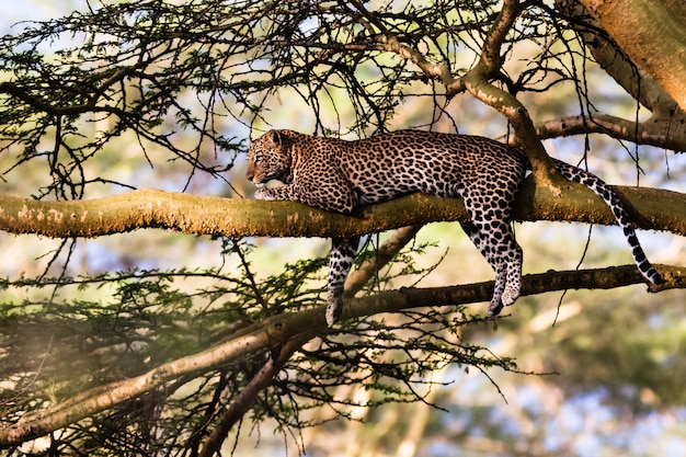 木の上で眠っているヒョウの肖像画。ナクル、ケニア