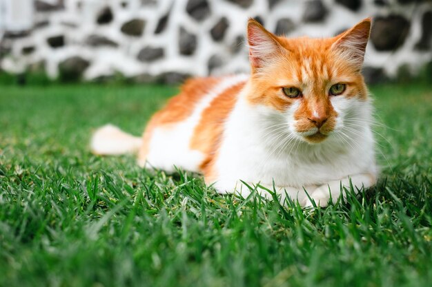 緑の牧草地で屋外に横たわっている眠そうなふわふわのオレンジと白の猫の肖像画