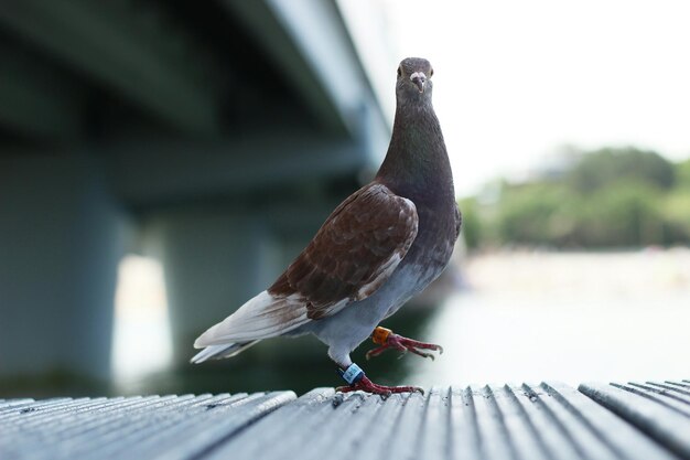 Photo portrait of slender-billed cuckoo-dove on wooden plank by river