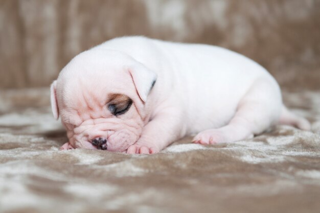 Portrait of small American Bulldog puppy