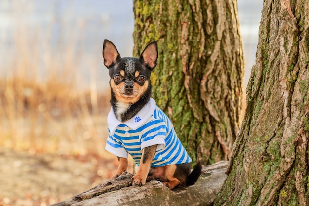 Portrait of a small breed Chihuahua dog of black color outdoors in clothes. Pet dog.