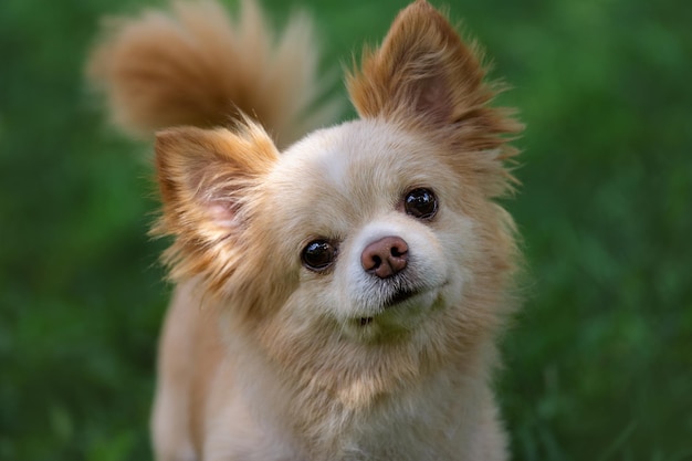 Portrait of a small cute dog Chihuahua