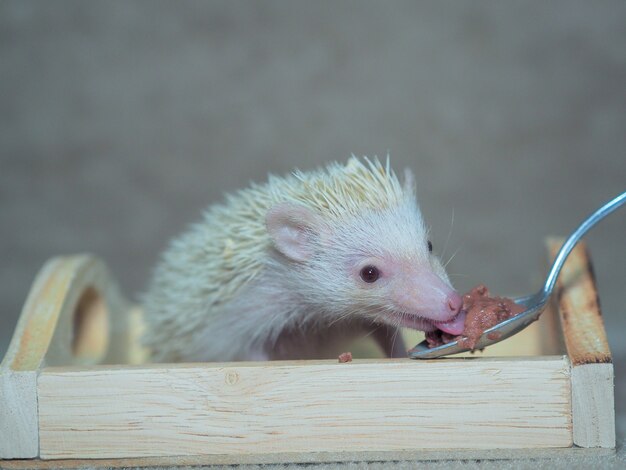 Portrait small cute hedgehog 