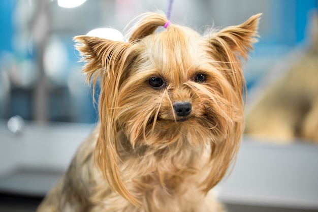 検査前のテーブルの上の病院の小型犬の肖像画