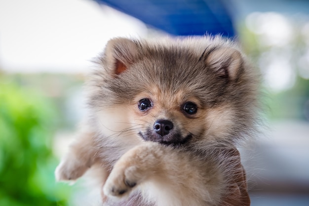 portrait of small dog on human hand