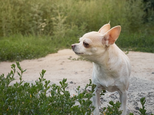 小型犬の肖像画。