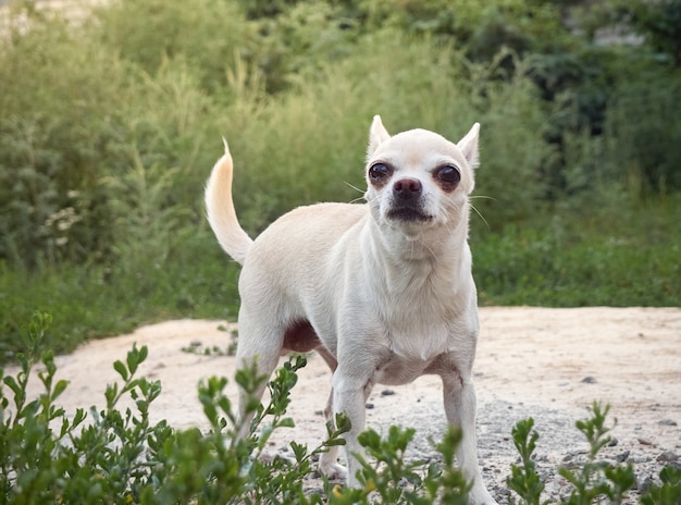 小型犬の肖像画。