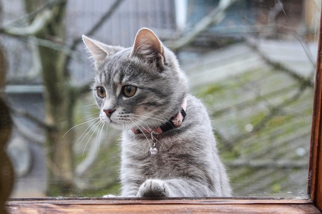 Portrait of a small gray cat looking out the window