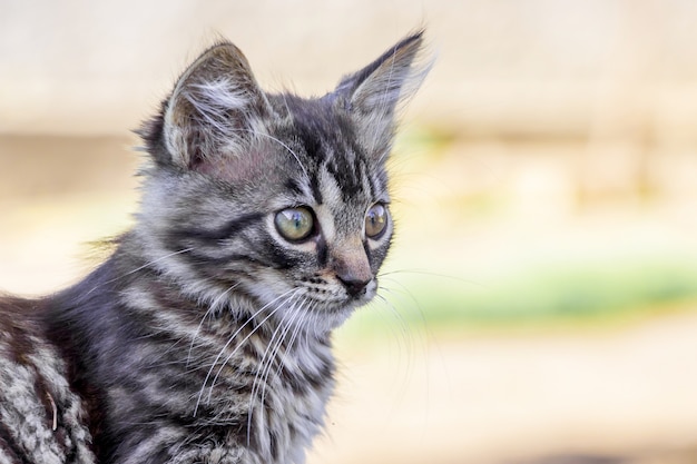 Portrait of a small gray striped kitten who looks carefully ahead