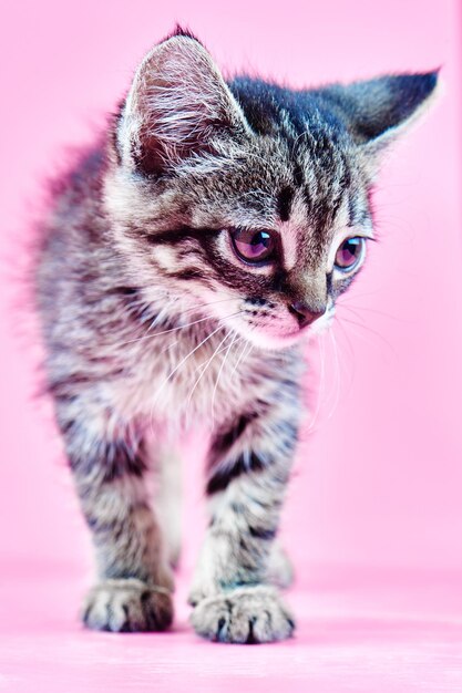 Portrait of a small gray striped kitty on a pink background, nice little kitten looking with big eyes to the side