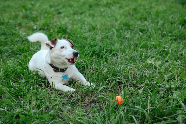자연 공원의 푸른 잔디에 있는 작은 잭 러셀 테리어의 초상화. 흰색 재미있는 작은 잭 러셀 테리어 개가 야외에서 자연 속에서 산책을 하고 있습니다. 애완 동물 사랑 개념입니다. 사이트 복사 공간