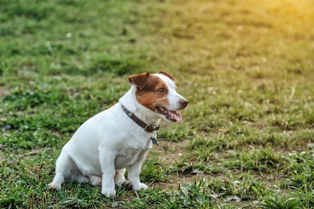 Ritratto di piccolo jack russell terrier su erba verde nel parco naturale