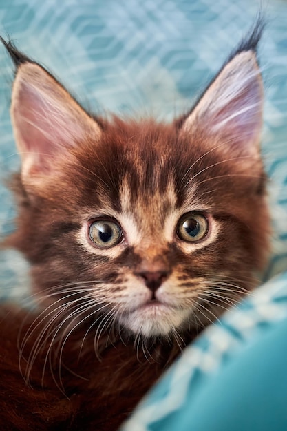 Portrait small kitten of the Maine Coon breed 1.5 months old. Portrait kitten with tassels on the ears, close-up