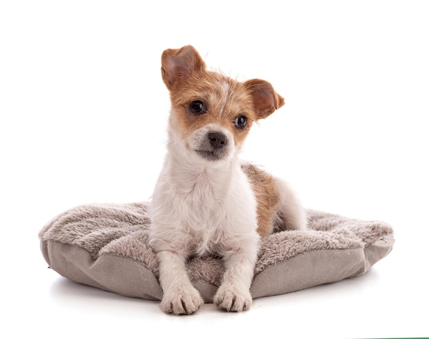 Portrait of a small Mixed Breed puppy on a white background