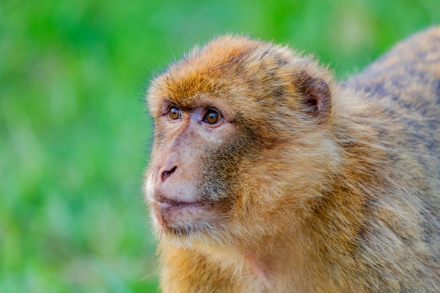 Portrait of a small monkey 