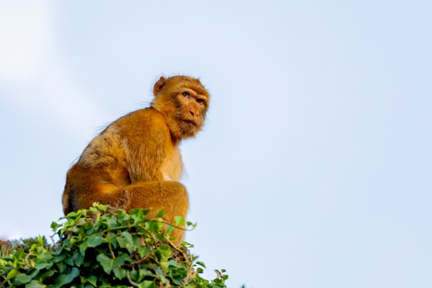 Portrait of a small monkey 