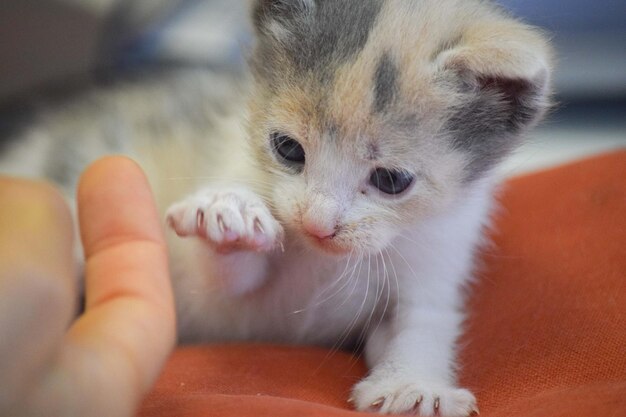 Photo portrait of a small newborn cat