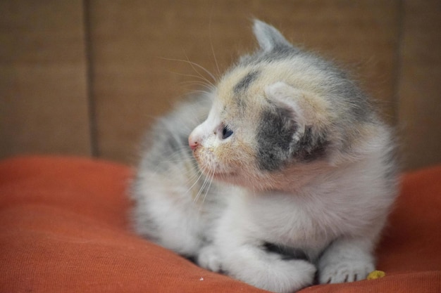 Foto ritratto di un piccolo gatto neonato