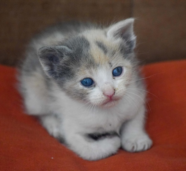 Photo portrait of a small newborn cat