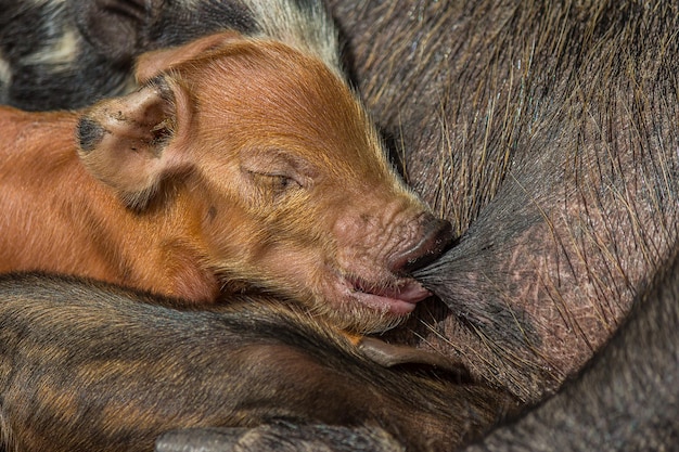 Portrait of a small newborn red piggy