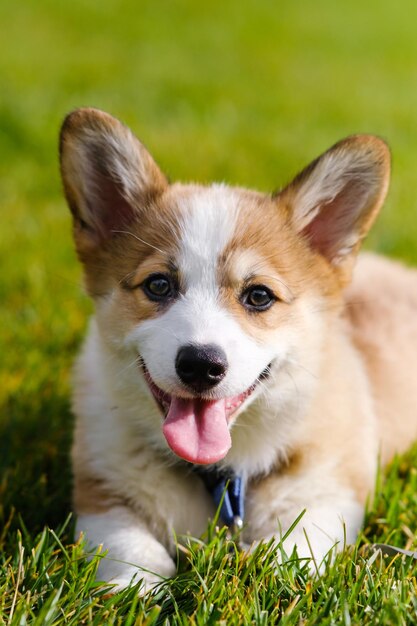 Portrait of a small Pembroke Welsh Corgi puppy on the green grass on a sunny day Smiles and looks at the camera Cheerful mischievous dog Care concept animal life health exhibitions dog breeds