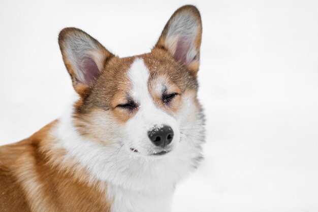 Portrait of a small Pembroke Welsh Corgi puppy walking in the snow Covers his eyes Happy little dog Concept of care animal life health show dog breed
