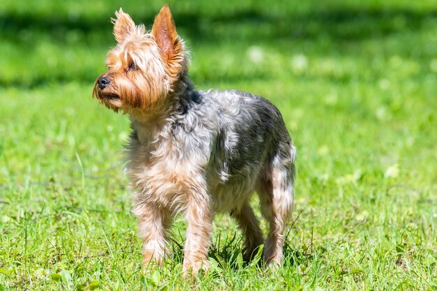 Portrait of small puppy in the field