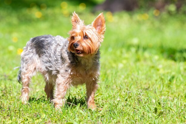 Portrait of small puppy in the field