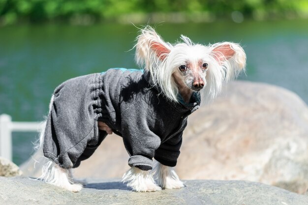 フィールドで小さな子犬の肖像画