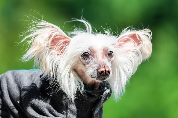 Portrait of small puppy in the field