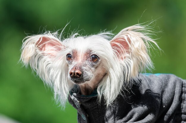 Portrait of small puppy in the field