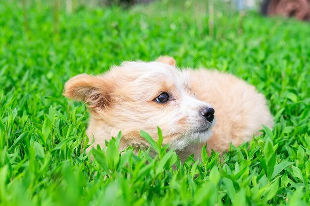 フィールドで小さな子犬の肖像画