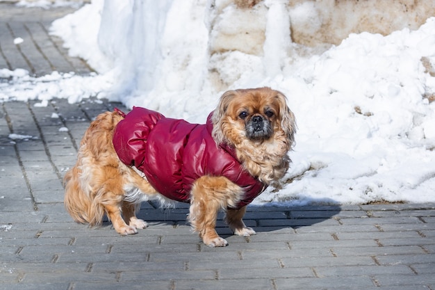 屋外での小さな子犬の肖像画