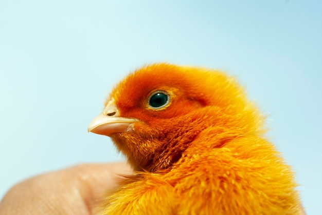 Photo portrait of a small red chicken in the hands of a man against the background of the sky